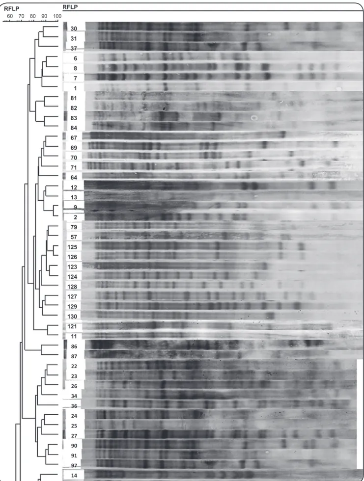 FIGURE 2 - A partial RFLP-based dendrogram of the analyzed Mycobacterium tuberculosis isolates, which were clustered based on the strains in each  cluster having a band-based similarity coeficient of ≥ 80% as determined using GelCompar II software version 