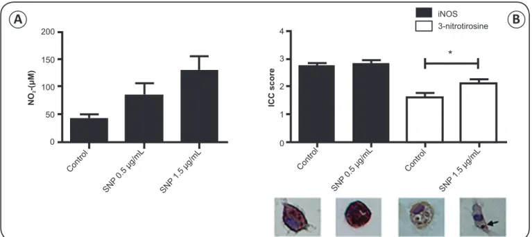 FIGURE 2 - A) Nitrite levels in peritoneal macrophages isolated from BALB/c mice, infected in vitro with Leishmania amazonensis, and treated for  24h with 0.5 and 1.5μg/mL sodium nitroprusside (SNP)