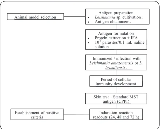 FIGURE 1 – Flowchart outlining the methodology steps.  IFA: Incomplete Freund’s Adjuvant