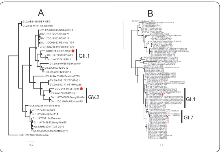 FIGURE 2 - Phylogenetic trees based on the partial sequencing of the (A) polymerase and (B) capsid regions of sapovirus (331bp and 410bp, respectively) using  the maximum likelihood method with General Time Reversible (GTR) evolution model analysis of 1,00
