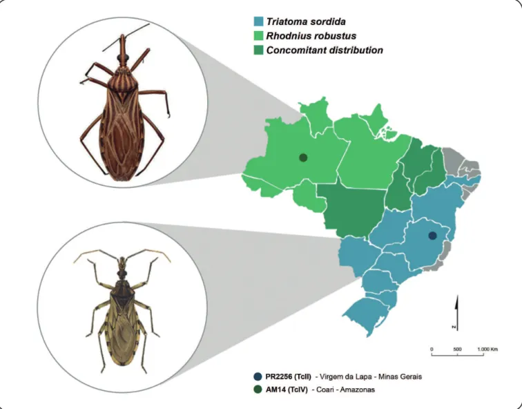 FIGURE 1 - Map of Brazil showing the geographic distribution of the triatomine species used in the study and the location where Trypanosoma cruzi infection  occurs