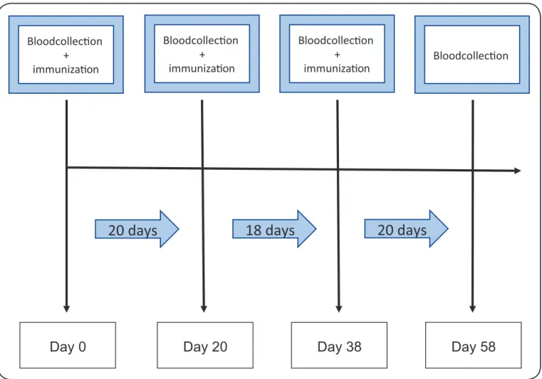 FIGURE 1 - Immunization schedule.