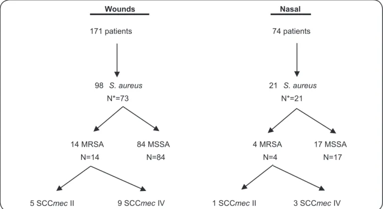 FIGURE 1 - Flowchart showing the number of S. aureus isolates obtained from nasal and wound swabs