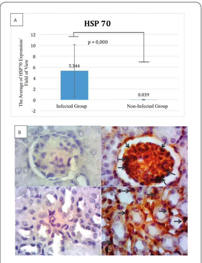FIGURE 2 - A: HSP70 expression (positive cell) per ield of view. B: The expression of HSP70 in the non-infected group (left, ×1,000) and  infected group (right, ×1,000)