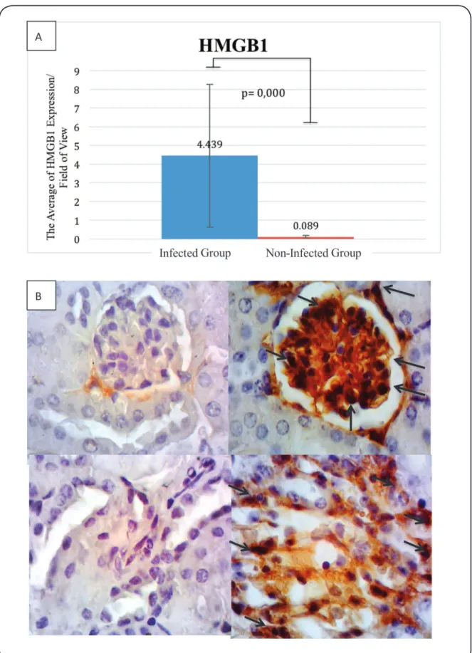 FIGURE 3 - A: HMGB1 expression (positive cells) per ield of view. B: The expression of HMGB1 in the non-infected group (left, ×1,000)  and infected group (right, ×1,000)