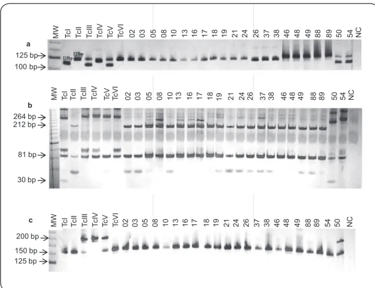 FIGURE 4 - A: Representative proiles of 24Sα rRNA of T. cruzi isolates from patients with chronic Chagas disease and controls obtained by polyacrylamide  gel electrophoresis
