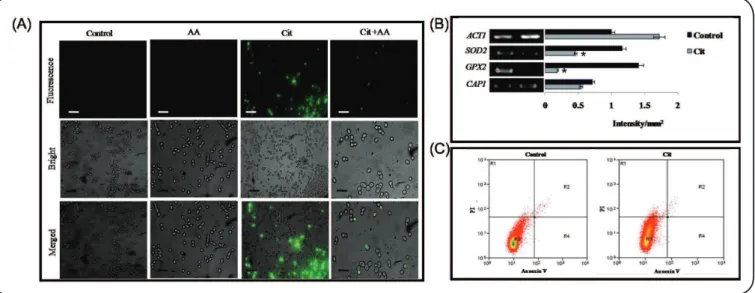 FIGURE 1 - Effect of Citronellal on ROS generation and necrosis. (A) Fluorescent microscopy of DCFDA for the detection of increased ROS in the presence  of Cit, and reversion to normal levels after treatment with AA