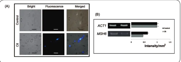 FIGURE 5 - Hemolytic activity of Citronellal against human erythrocytes. 