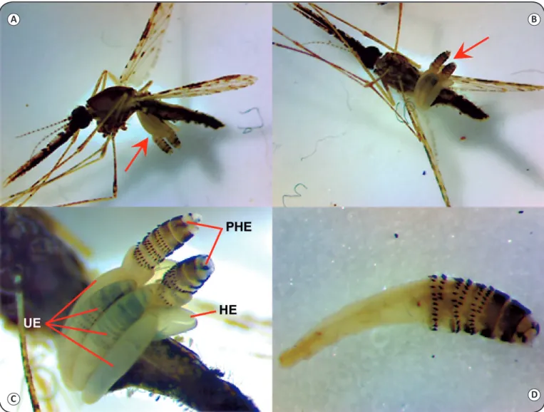 FIGURE 1 - Anopheles konderi carrying the eggs and larvae of Dermatobia hominis: (A): and (B):