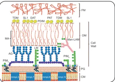 FIGURE 1 - Schematic representation of the cell envelope of Mycobacterium  tuberculosis 5,6 