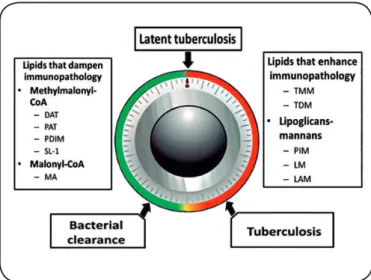 FIGURE 2 - A  bacterial immunostat model of lipid-regulated host  immunopathologic response