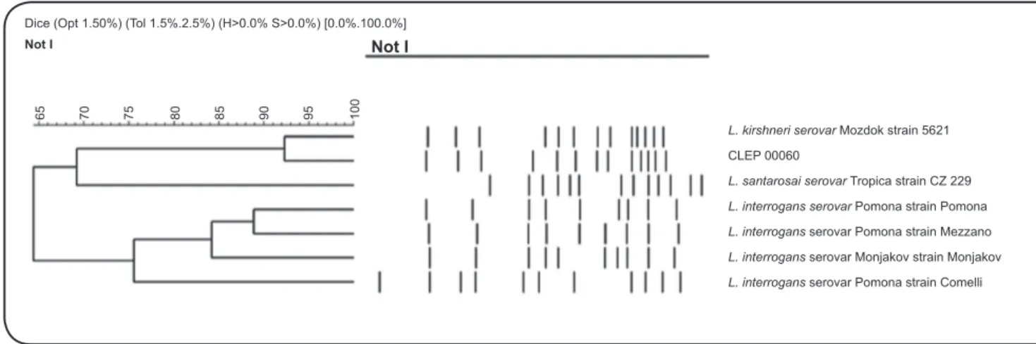 FIGURE 1 - Dendrogram generated by PFGE analysis showing the relationship among the clinical isolate CLEP 00060 and some reference strains from  the serogroup Pomona