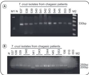 FIGURE 2 - Polymerase chain reaction products of Trypanosoma cruzi  isolates from patients with Chagas disease followed at the Evandro  Chagas National Institute of Infectious Diseases (INI, FIOCRUZ), and  reference strains