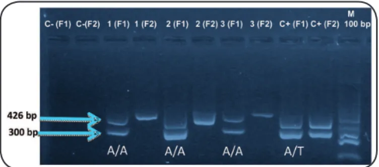 FIGURE 1 - Genotypes of Warao indigenous individuals according to  IFNG polymorphism status