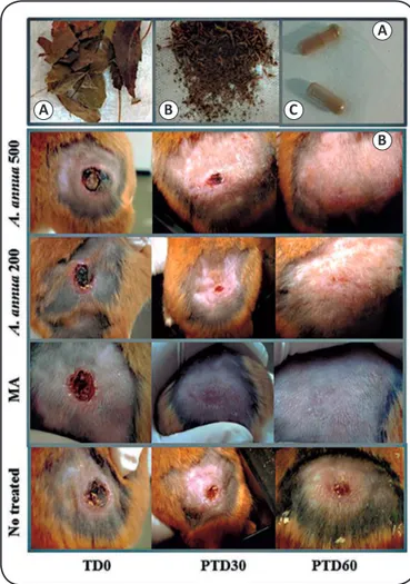 FIGURE 1 - Treatment with Artemisia annua L. leaf powder and the evolution of  lesions in hamsters