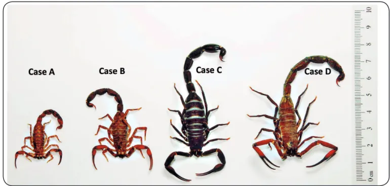 FIGURE 2 - Scorpion specimens of Tityus apiacas  collected by the patients identiied as sting agents in the study area .