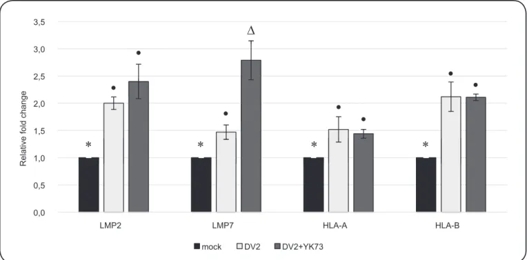 FIGURE 1. Gene expression proiles of LMP2, LMP7, HLA-A, and HLA-B. HepG2 cells were cultured under three different conditions: I) infected with  mock infection media (negative control), II) infected with DV2, and III) infected with DV2 and treated with ant