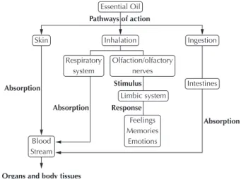Figure  1  –  Flowchart  demonstrating  the  potential  of  HI  perfor- perfor-mance pathways in the body – São Paulo, 2015.