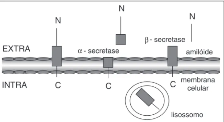 Fig. 1 — Metabolismo da proteína precursora de amilóide (PPA). O retângulo cinza representa a porção ß-amilóide da PPA inserida na membrana celular, a qual separa o espaço intra e extracelular