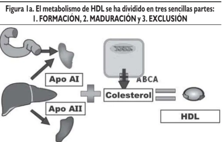 Figura 1a. El metabolismo de HDL se ha dividido en tres sencillas partes: