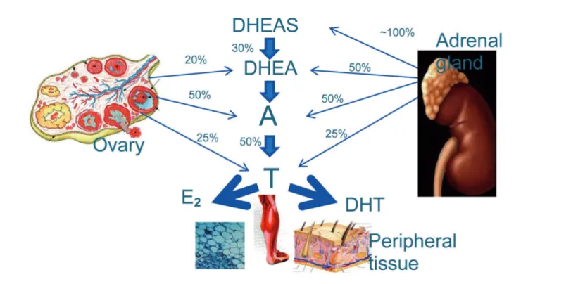 Figure 1 - steroidogenesis in the ovaries, adrenal glands and peripheral tissues of the principal hormones related to female sexual function 