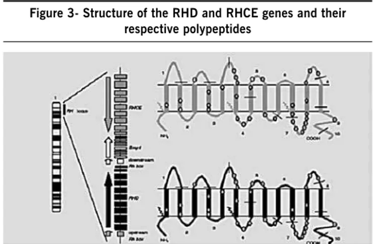 Figure 3- structure of the rHD and rHCE genes and their  respective polypeptides