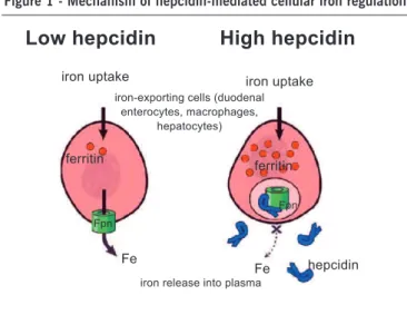 Figure 1 - Mechanism of hepcidin-mediated cellular iron regulation