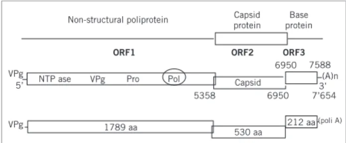 Figure 1 – Bovine calicivirus, viral particles extracted  from stool sample (Stewart McNulty, Veterinary Sciences,  Queen’s University, Belfast)