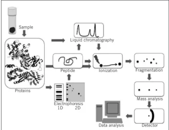 Figure 1 – Different methodologies can be combined in  proteomic studies. Methodologies more commonly used  involve protein extraction from the sample, separation by  one- (1-D) or two-dimensional (2-D) electrophoresis and/or  liquid chromatography, ioniza