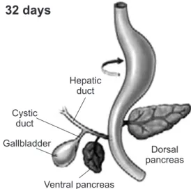 Fig. 2 – The primitive duodenum, during its early 