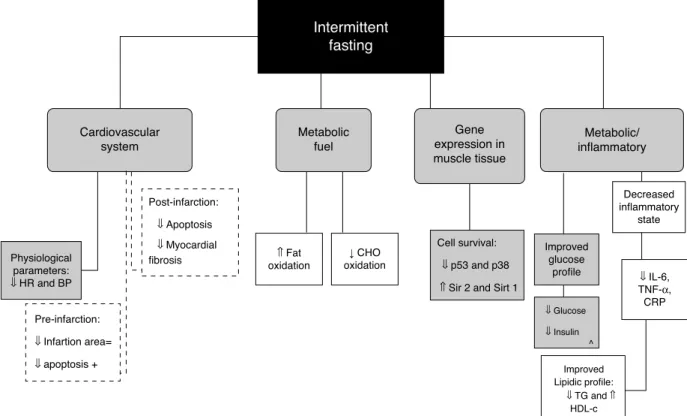 Fig. 1 – Potential targets for interventions using intermittent fasting (IF). IF impact in each different pathway of the