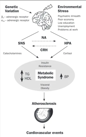 FIGURE 1   The stress response leads to activation of two major  neurohumoral systems, the hypothalamic-pituitary-adrenal (HPA)  axis and the sympathetic-nervous-system (SNS) which, through the  release of cortisol and catecholamines, respectively, exert c