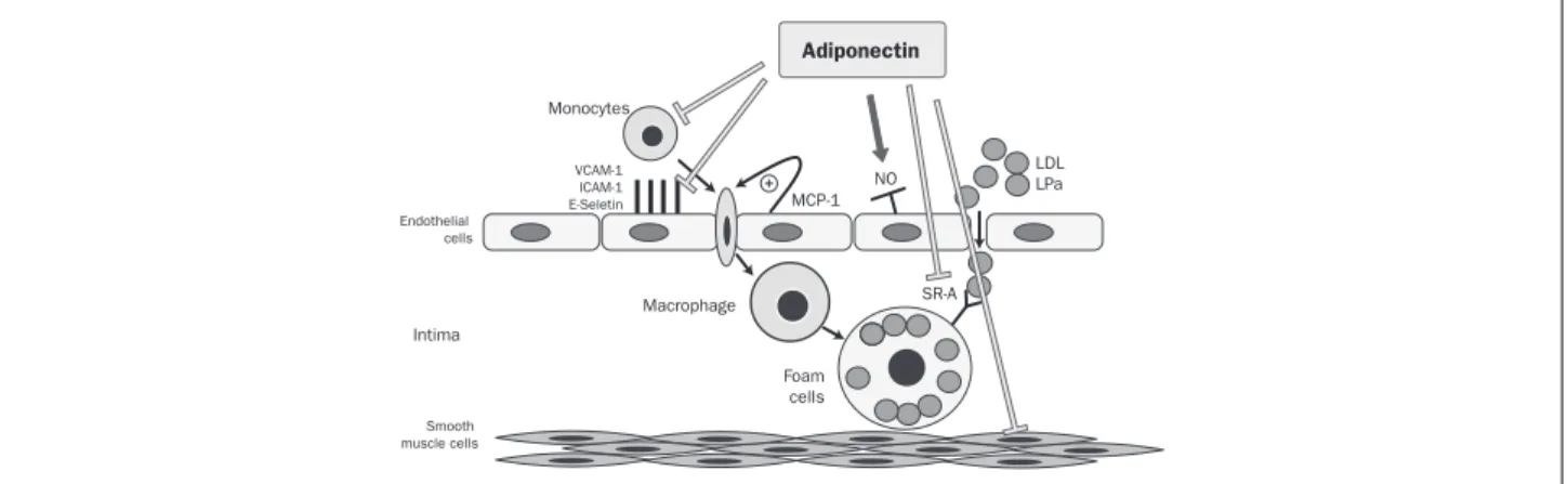 FIGURE 1    Adiponectin inhibits the up-regulation of adhesion molecules, the binding of monocytes to endothelial cells, the transformation of  macrophages into foam cells and the proliferation and migration of vascular smooth muscle cells