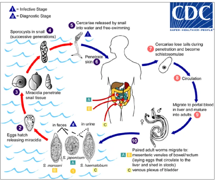 FIGURE 3   Lifecycle of  Schistosoma . (From https://www.cdc.gov/parasites/schistosomiasis/biology.html)