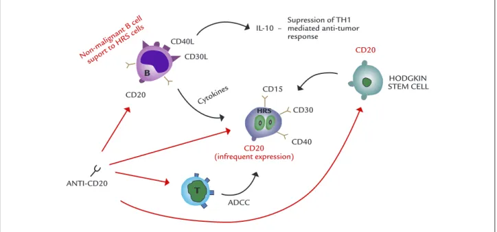 FIGURE 2   Main pathways where monoclonal anti-CD20 antibodies exert their function on Hodgkin’s disease: a) inhibit Hodgkin stem cell  proliferation directly, depleting new HRS cell formation; b) inhibit HBRS differentiation by binding CD20 ligand; c) act