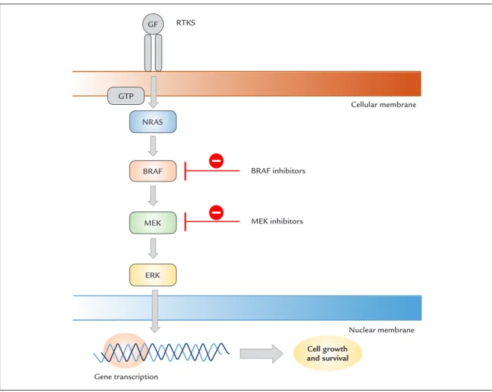 FIGURE 1   The MAPK pathway and the role of BRAF and MEK inhibitors.