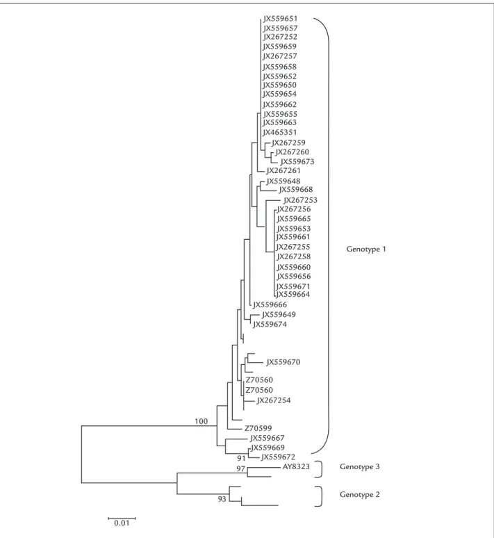 FIGURE 1   Phylogenetic relationships of the nucleotide sequences of B19V strains circulating São Paulo, Brazil, 2009–2012