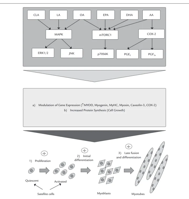FIGURE 2   Mechanisms possibly involved in the action of different fatty acids on the proliferation and differentiation of skeletal muscle cells