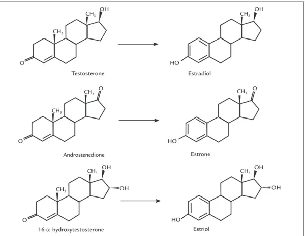 FIGURE 2   Molecular structure of the androgen substrates of aromatase and the corresponding estrogen products.