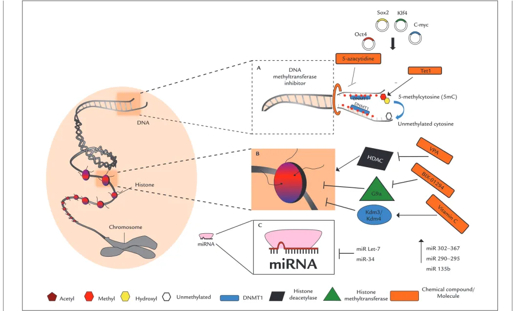FIGURE 1   Epigenetic factors and iPSC reprogramming eficiency. The ectopic expression of Yamanaka factors, Oct4, Sox2, Klf4 and c-Myc (OSKM) are able to lead to DNA demethylation and  reprogramming of somatic cells