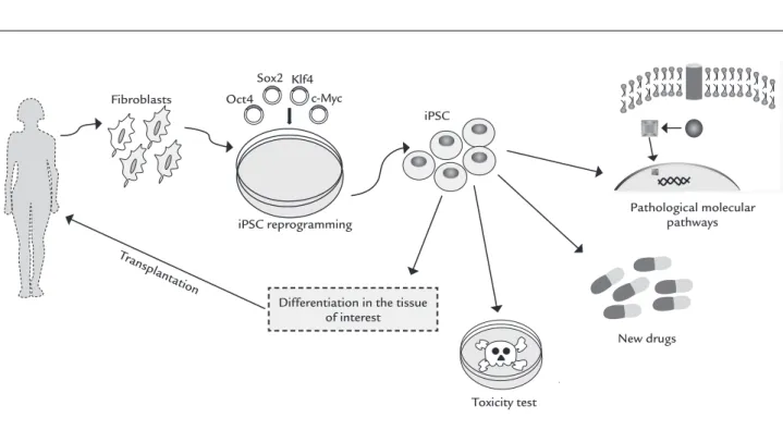 FIGURE 2   Somatic cells are reprogrammed into induced pluripotent stem cells (iPSCs)