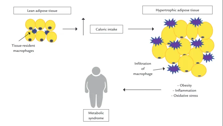 FIGURE 1   Excessive calorie intake leads to hypertrophy of adipose tissue and increased macrophage iniltration, a condition which favors  inlammation and oxidative stress situations: a precursor of the metabolic syndrome.