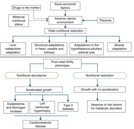 Figure 2 The thrifty phenotype hypothesis and predictive adaptive response.
