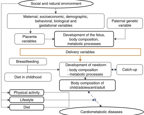 Figure 3 Explanatory model --- cardiometabolic diseases.