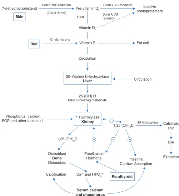 Figure 1  Synthesis and metabolism of vitamin D as well as its action on the regulation of levels of calcium, phosphorus and bone  metabolism (Adapted from Holick MF