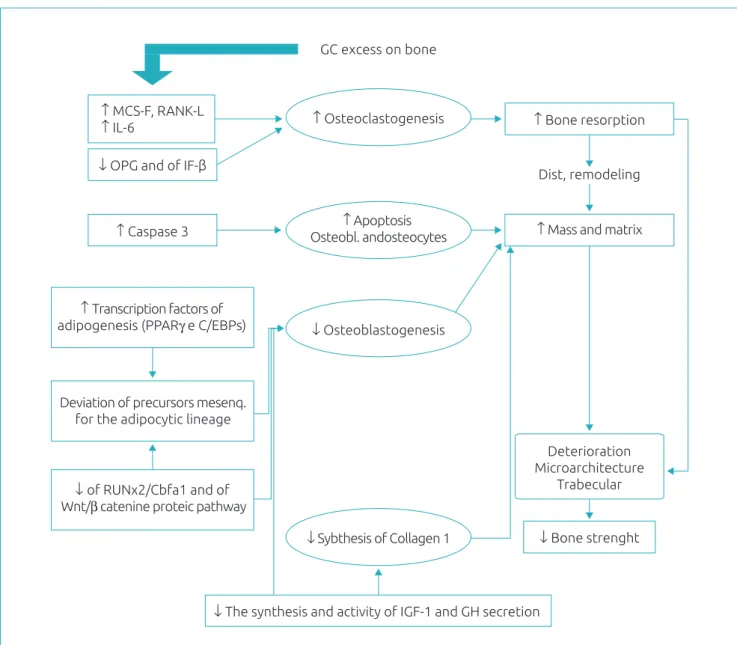 Figure 3 Synthesis of the main deleterious actions of glucocorticoids excess in the bone.