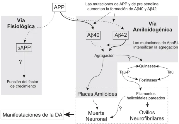 Figura 2 - Diagrama adaptado sobre el procesamiento de la APP. La vía fisiológica da origen a la APP; las mutaciones en la APP dan origen a la A β , la agregación es favorecida por mutaciones en el gen ApoE4