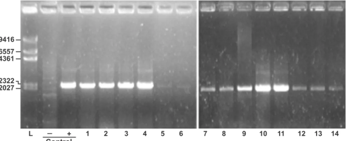 Figure 2 - Detection of  iutA gene in UPEC strains