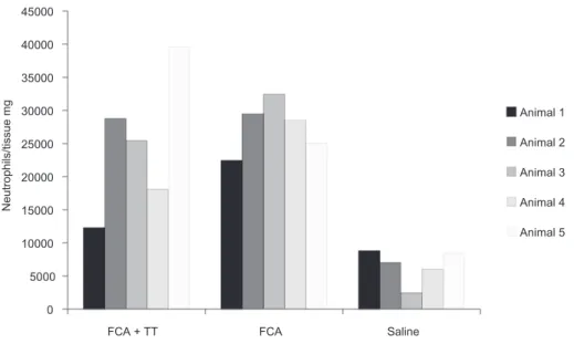 Figure 4 – Results of the administration of TT on neutrophil migration in the animals  from the experimental group (FCA+TT), compared to the animals from the control  group (FCA)