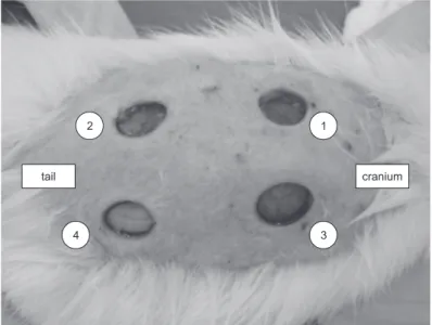 Figure 1 - Lesions on the back of animal n. D 01